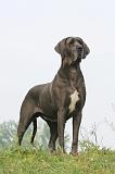 DOGUE ALLEMAND 581